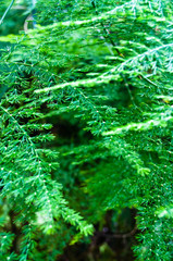 Tiny fern leaves