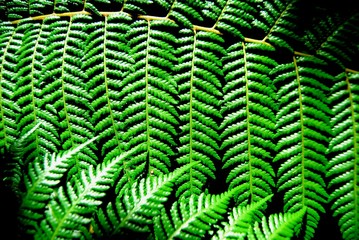 Armonic fern