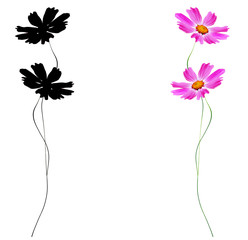 daisies summer flower isolated on white background.