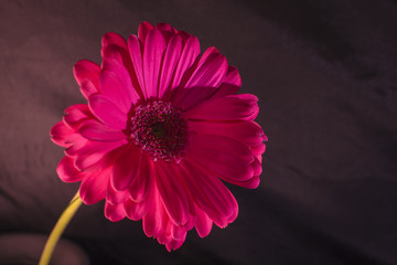 gerbera