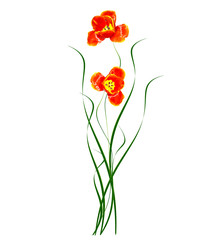 Obraz premium spring flowers tulips isolated on white background.