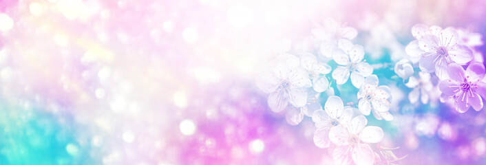 Blossoming branch apple. Bright colorful spring flowers