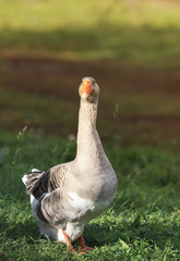gray goose walking in the village on the green grass and turning