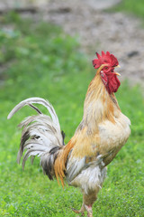 beautiful rooster walking on green grass in the morning in the village in the summer