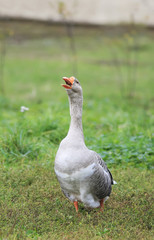 gray goose walking in the village on the green grass and turning