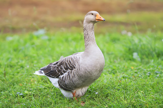gray goose walking in the village on the green grass and turning