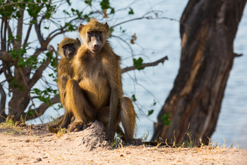 African baboon
