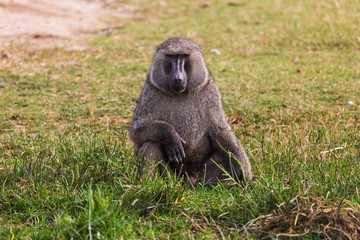 African baboon
