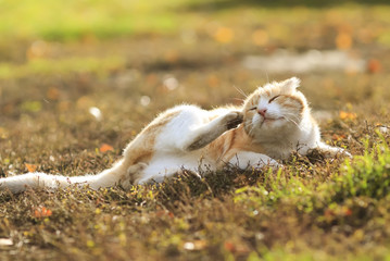funny ginger cat lying on the grass to clean