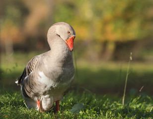 gray goose walking in the village on the green grass 