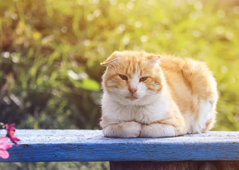 red cat lying and resting in the summer on a wooden bench in the garden