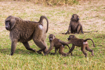 African baboon
