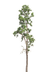 tree isolated on white background