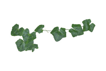 vine plants isolated on white background. clipping path