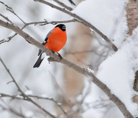 The bullfinch sitting on a branch in a snow-covered forest.