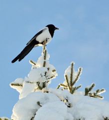 Magpie perched on top of a snow-covered fir