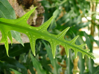 Green leaf wallpaper / green background