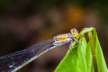 Close up view of real dragonfly for insects macro photography commercial