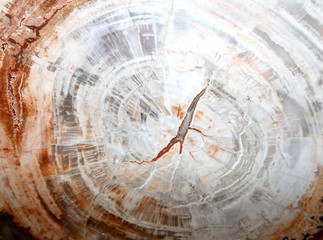 fossilized tree trunk lived millions of years ago