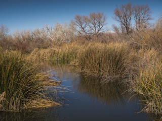 Wetlands