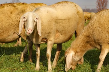 Obraz premium sheep of the flock while eating