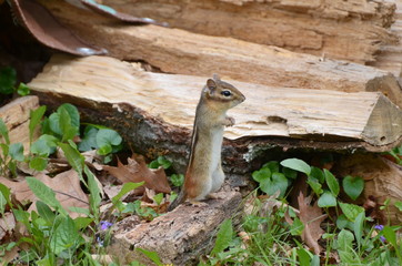 Chipmunk takes a stand
