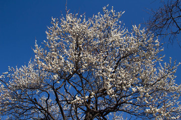 Plum blossom