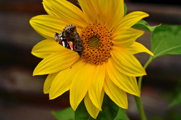 Sunflower summer background. Butterfly (Vanessa Atalanta) feeds on nectar from a blooming sunflower.