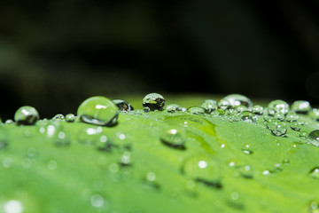 drop dew water on the left macro