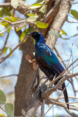 bird Cape starling, Okavango, Botswana Africa