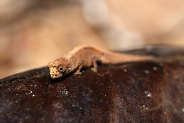 tiny chameleon Brookesia minima, micra, Madagascar