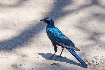 bird Cape starling, Okavango, Botswana Africa