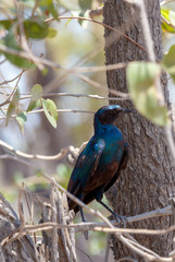 bird Cape starling, Okavango, Botswana Africa