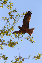 flying predator bird falcon, okavango, Botswana