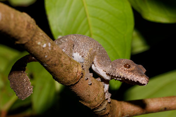 leaf-tailed gecko, Uroplatus fimbriatus, madagascar