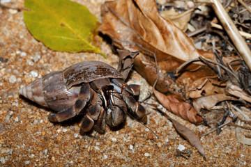 hermit crab with snail shell Madagascar
