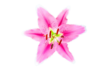 Naklejka na ściany i meble pink lily flower
