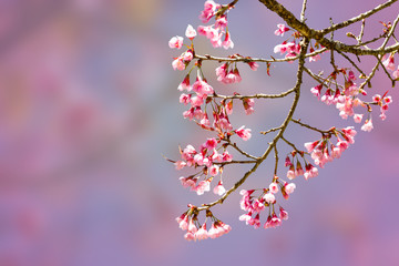 Cherry blossom or sakura flowers