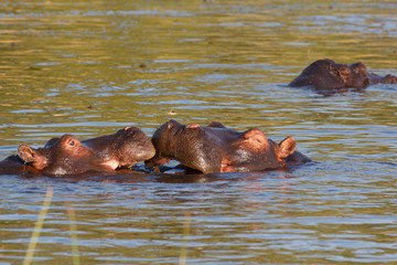 Fototapeta premium hippo hippopotamus Okavango, Botswana Africa