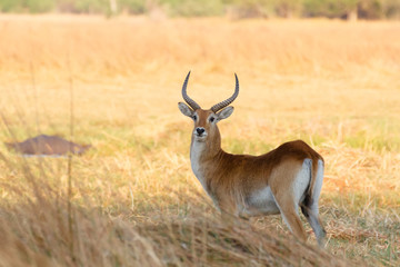 southern lechwe in Okavango, Botswana, Africa