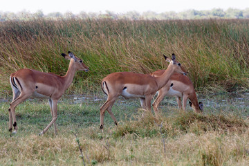 Impala antelope, okavango delta, Botswana Africa