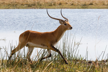 southern lechwe in Okavango, Botswana, Africa