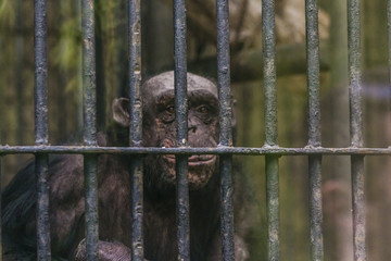 Monkey in a cage at the zoo.