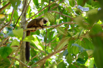 white-headed lemur (Eulemur albifrons), Madagascar