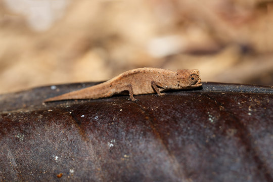 tiny chameleon Brookesia minima, micra, Madagascar
