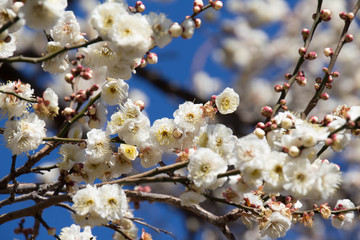 Plum blossom