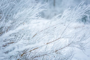 Winter abstract macro of rime on plants