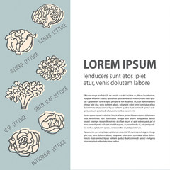 Poster template with hand drawn various organic lettuce