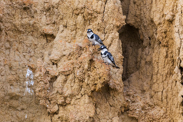 Pied kingfisher

