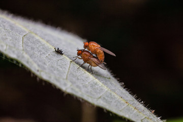 Close up view of real fruitfly in mating for insects macro photography commercial